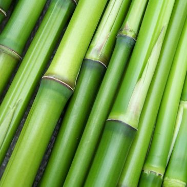 New Treatment – Warm Bamboo Massage